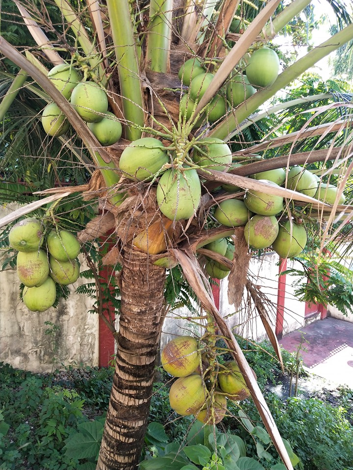 Coco tree